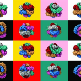 a four by six grid of repeated protein structures with various colors
