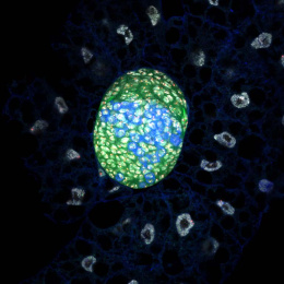 an egg-like cluster of blue and yellow cells surrounded by a ring of pale glowing circles with blue filaments between them