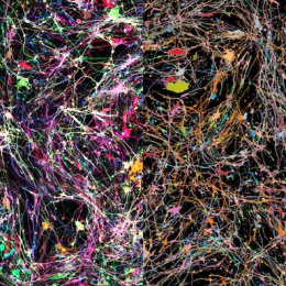 A colorful network of neurons in a dark background