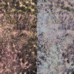 A pink and golden on the left and white, blue, and pink network of neurons in the right in a dark background