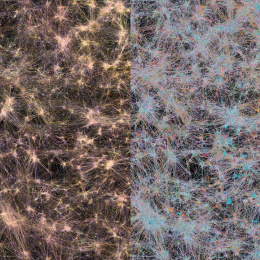 A dense pink and golden on the left and white, blue, and pink network of neurons in the right in a dark background