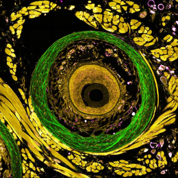 Whorls of green, gold, black and magenta that resemble a close-up view of a butterfly wing