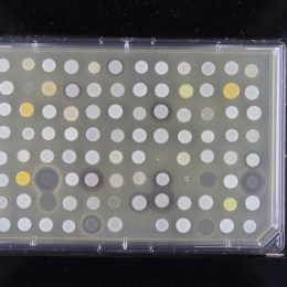 Yellow and white dots on a rectangular slide on a black background
