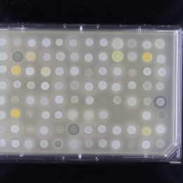 Yellow and white dots on a rectangular slide on a black background