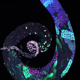 Long spiral structure with green purple and blue shaped objects in a black background