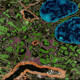 Complex blue, green and orange cell structures in the black background