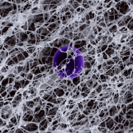A black and white image of a fine, spongy lattice with a purple circle at the center