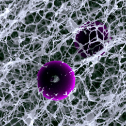 A black and white image of a fine, spongy lattice with a purple sphere at the center