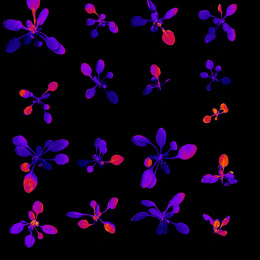A grid of 15 plants seen from above on a dark background. Most of the plant leaves are deep blue and purple, but some are shaded in with hot pinks and oranges.