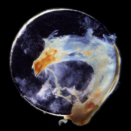 A tube of cloudy, dragon-shaped tissue enclosed in a translucent bubble. 