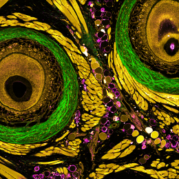 Whirls of green, gold, black and magenta that resemble a close-up view of a butterfly wing