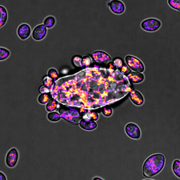 Purple cells around a large cell on a black background