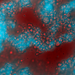 Blue bubble like spheres on top of a red fluid and red bubbles