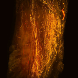 A column of shining golden filaments against a black background