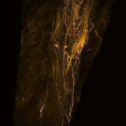 A column of fine gold filaments against a black background