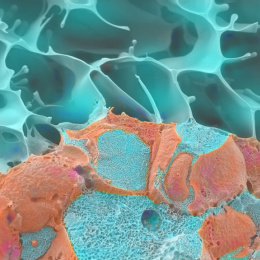 Close-up of a cell displaying vibrant blue and orange colors, highlighting its intricate structure and details.