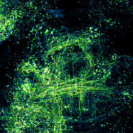A vibrant green and black backdrop filled with green lights, showcasing the intricate neuronal architecture of a mouse brain.