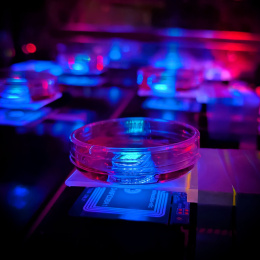 A microscope illuminated by blue and red lights, part of the research on engineered cell implants for drug production.