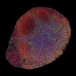 A circular object with red and blue paint, representing lymph nodes from treated and untreated mice with melanoma tumors.